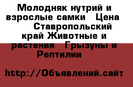 Молодняк нутрий и взрослые самки › Цена ­ 1 - Ставропольский край Животные и растения » Грызуны и Рептилии   